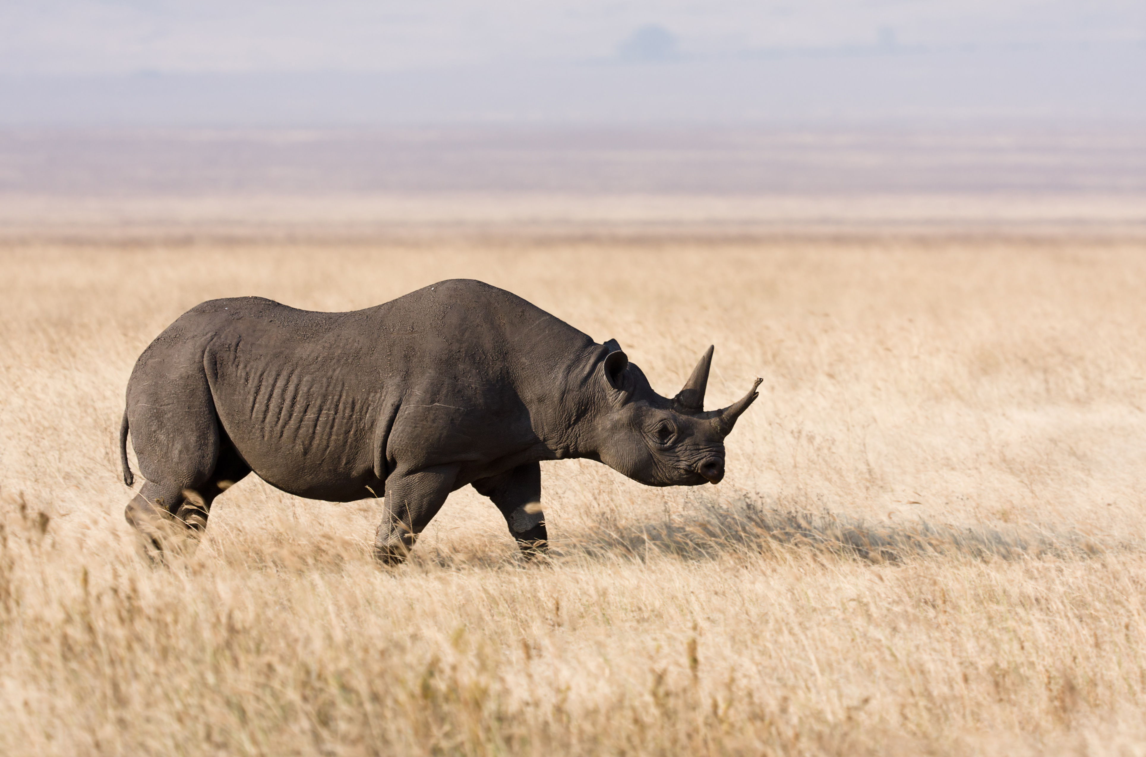 Image of a Black Rhino.